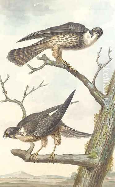Two Merlins perching on a tree - view 1