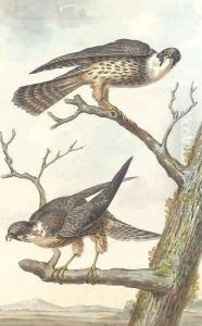Two Merlins perching on a tree