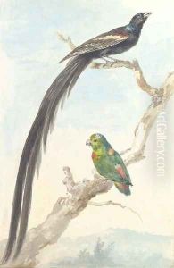 A Bird of paradise and a Parokeet A Bird of paradise and a Parokeet