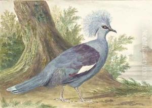 A Crownbird at the foot of a tree, a terrace in the background
