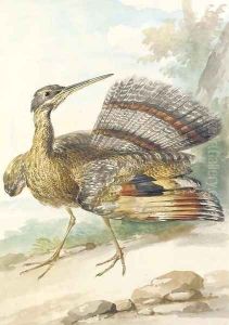 A Sun Bittern displaying by Aert Schouman