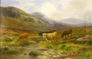 Highland Cattle Grazing by Daniel Sherrin