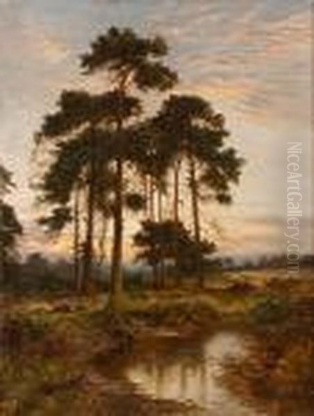 A Grove Of Trees At Sunset - view 1