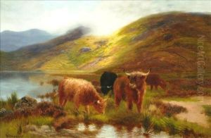 Highland Cattle