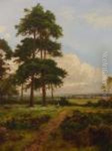 The Outskirts Of The Wood
