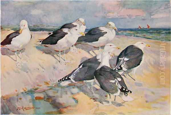 Black-backed Gulls, illustration from Wildfowl and Waders - view 1