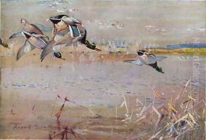 Mallards chased by a hawk, illustration from Wildfowl anf Waders by Frank Southgate