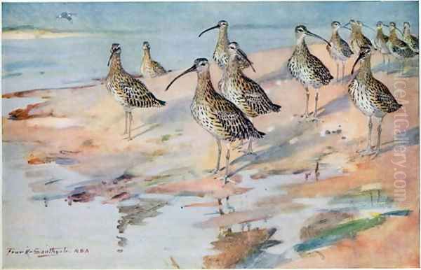 Curlew at Blakeney Point, illustration from Wildfowl and Waders - view 1