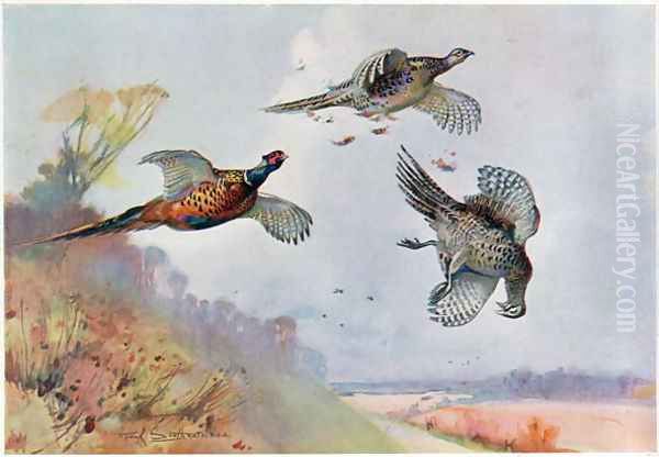High Pheasants, illustration from Wildfowl and Waders - view 1