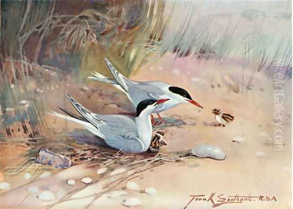 Common Tern, illustration from Wildfowl and Waders - view 1