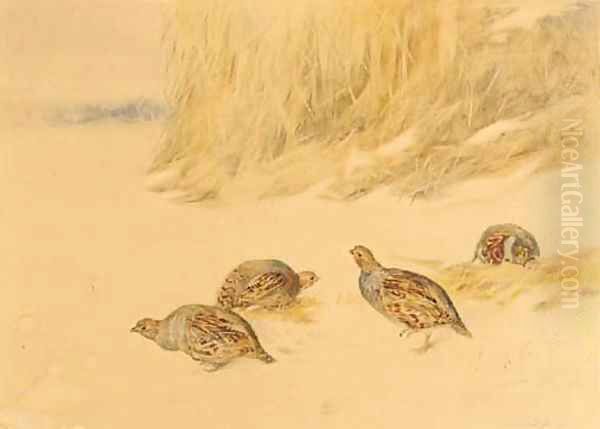 Partridges before a bed of reeds - view 1