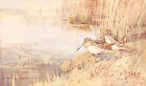 Snipe by Frank Southgate