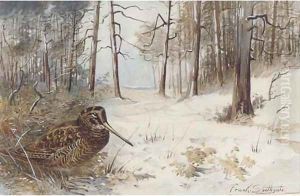 Woodcock in winter