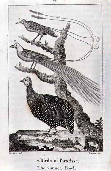 Birds of Paradise and a Guinea Fowl, from A History of the Earth and Animated Nature, by Oliver Goldsmith, published in London, 1816 - view 1