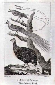 Birds of Paradise and a Guinea Fowl, from A History of the Earth and Animated Nature, by Oliver Goldsmith, published in London, 1816 by Jacques de Seve