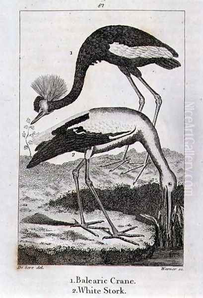 Balearic Crane and White Stork, from History of the Earth and Animated Nature, by Oliver Goldsmith, published in London, 1816 - view 1