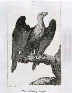 Pondicherry Eagle, from History of the Earth and Animated Nature, by Oliver Goldsmith, published in London, 1816 Pondicherry Eagle, from History of the Earth and Animated Nature, by Oliver Goldsmith, published in London, 1816