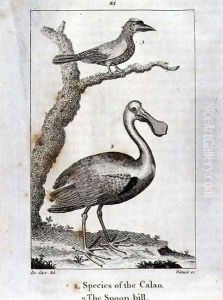 Calao and The Spoon Bill, from A History of the Earth and Animated Nature, by Oliver Goldsmith, published in London, 1816 by Jacques de Seve