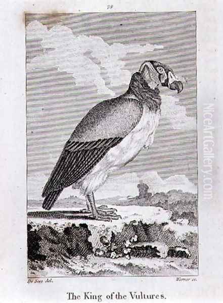 The King of The Vultures, from History of the Earth and Animated Nature, by Oliver Goldsmith, published in London, 1816 - view 1