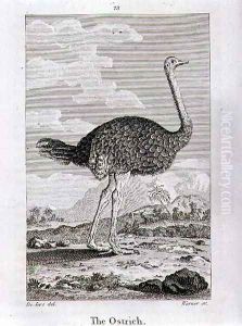 The Ostrich, from A History of the Earth and Animated Nature, by Oliver Goldsmith, published in London, 1816 by Jacques de Seve
