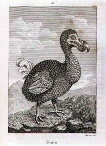 The Dodo, from A History of the Earth and Animated Nature, by Oliver Goldsmith, published in London, 1816 The Dodo, from A History of the Earth and Animated Nature, by Oliver Goldsmith, published in London, 1816
