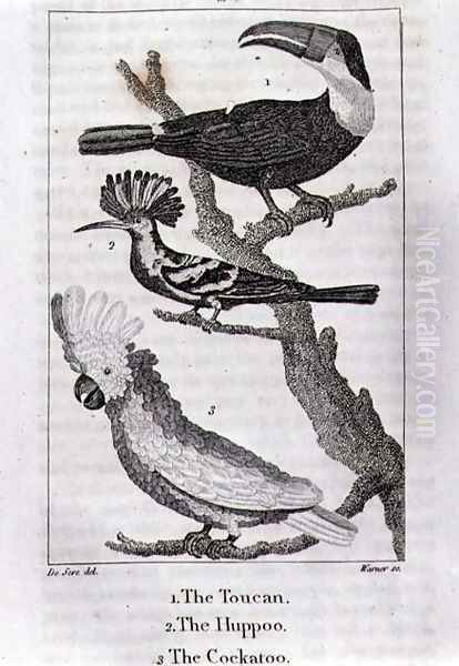 The Toucan, The Huppoo and The Cockatoo, from A History of the Earth and Animated Nature, by Oliver Goldsmith, published in London, 1816 - view 1