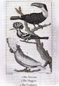 The Toucan, The Huppoo and The Cockatoo, from A History of the Earth and Animated Nature, by Oliver Goldsmith, published in London, 1816 by Jacques de Seve