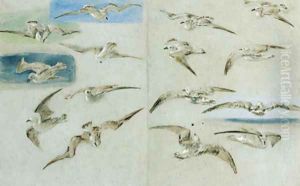 Study of Seagulls Study of Seagulls