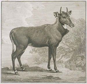 Plate of the Nyl-ghan, engraved by James Basire 1730-1802 by George Stubbs