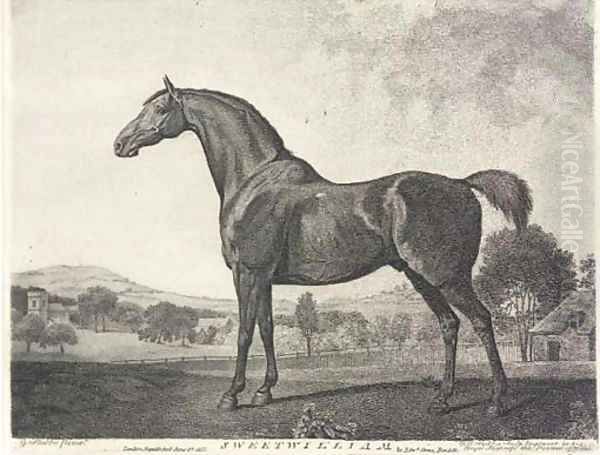 Sweetwilliam (Siltzer 264), by G. J. Stubbs - view 1