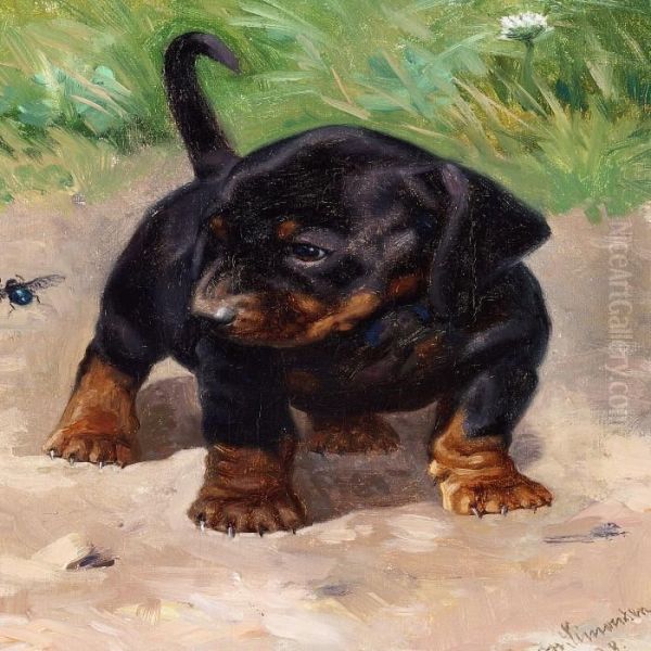 A Curious Dachshund Puppy - view 1