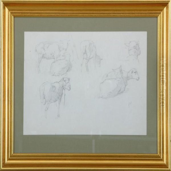 Study Of Sheep - view 1