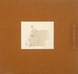 Studies Of Animals