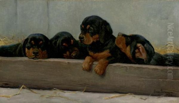 Dachshund Puppies - view 1