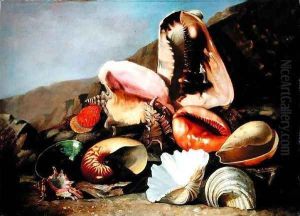 Still life of shells by Franz Anton von Scheidel