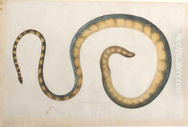 A snake - view 1
