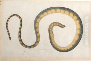 A snake by Franz Anton von Scheidel
