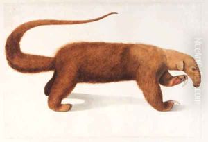Tamandua tetradactyla (Tamandua Anteater) by Franz Anton von Scheidel