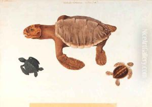 Study of a turtle, with two subsidiary studies of small turtles by Franz Anton von Scheidel