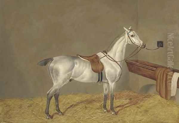 A grey racehorse in a loose box - view 1
