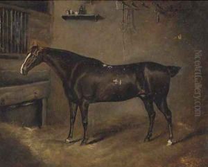A dark brown horse in a stable