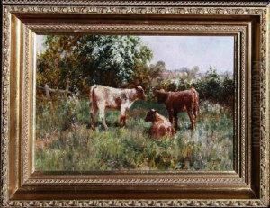 Three Calves In A Meadow.