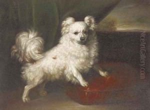 A pomeranian on a red cushion A pomeranian on a red cushion