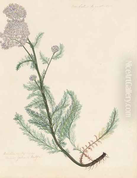 Botanical studies from the gardens at Doonholme - view 1