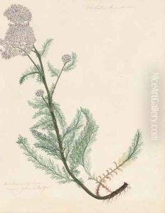 Botanical studies from the gardens at Doonholme
