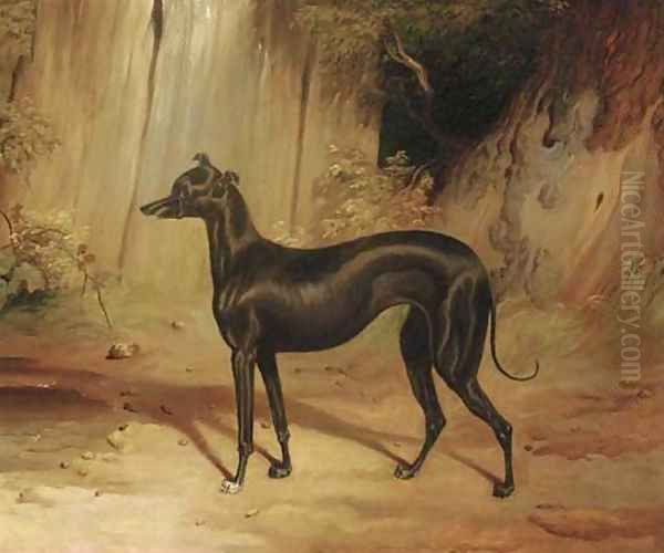 A black whippet - view 1