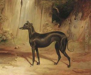 A black whippet