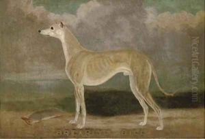 Brearly's Bill, a champion greyhound