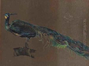 Peacock by English School