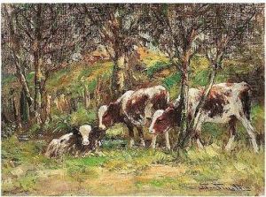 Cattle Resting In The Shade